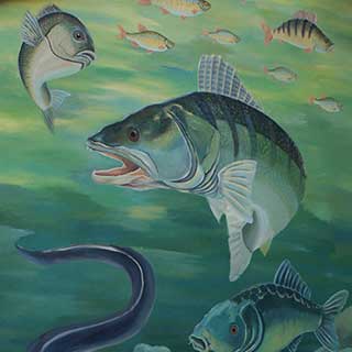 Ryby na malbě na zdi v prodejně rybýřských potřeb v Kravíně Hrobice